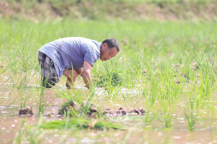 水污染致秧苗死亡,水污染致秧苗死亡的原因